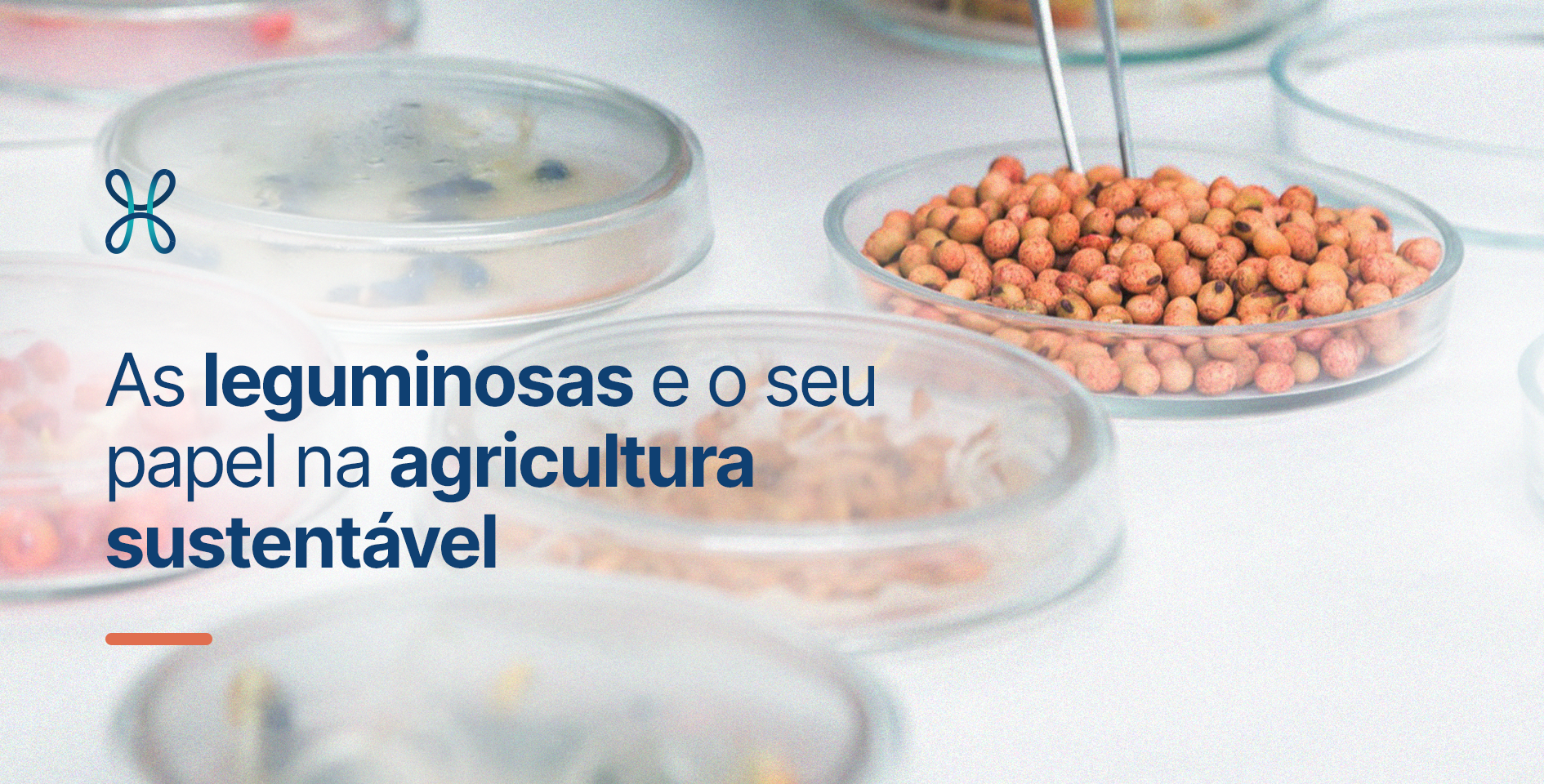 As leguminosas e o seu papel na agricultura sustentável